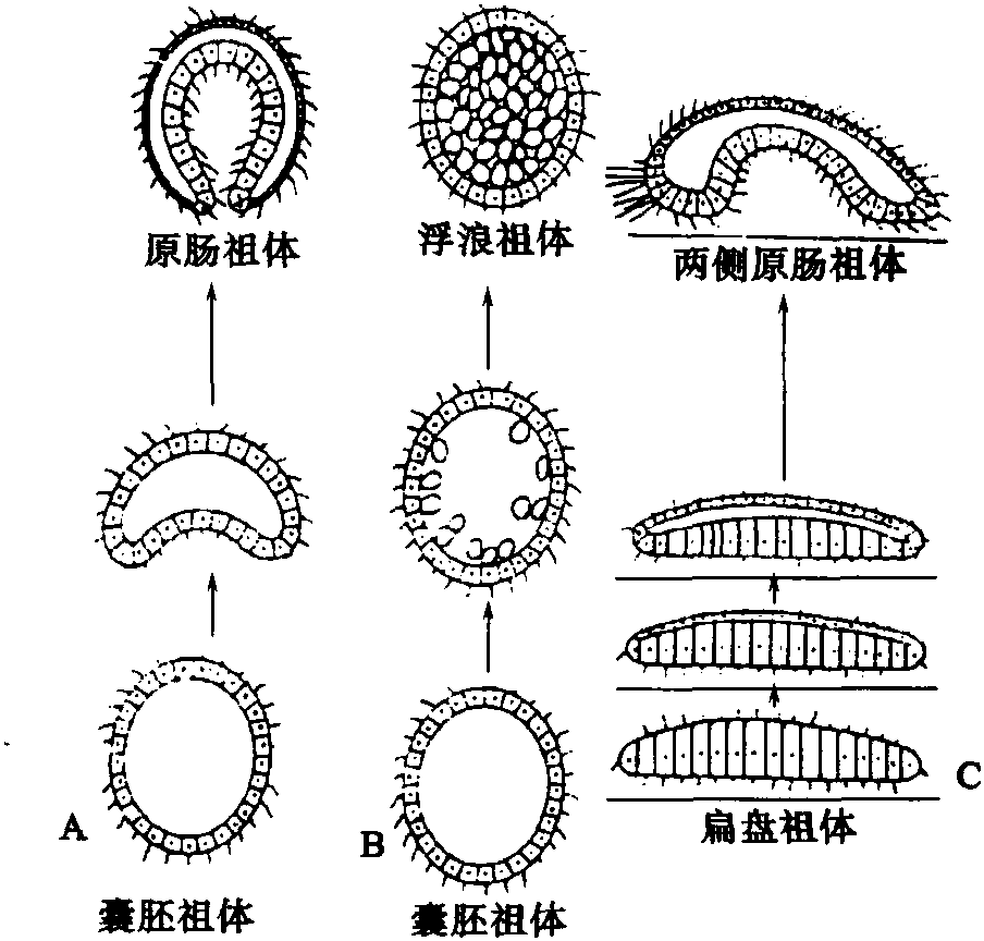 多細(xì)胞動物的“祖先”